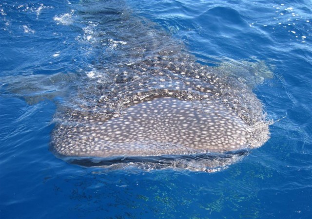 Today's Whale Shark